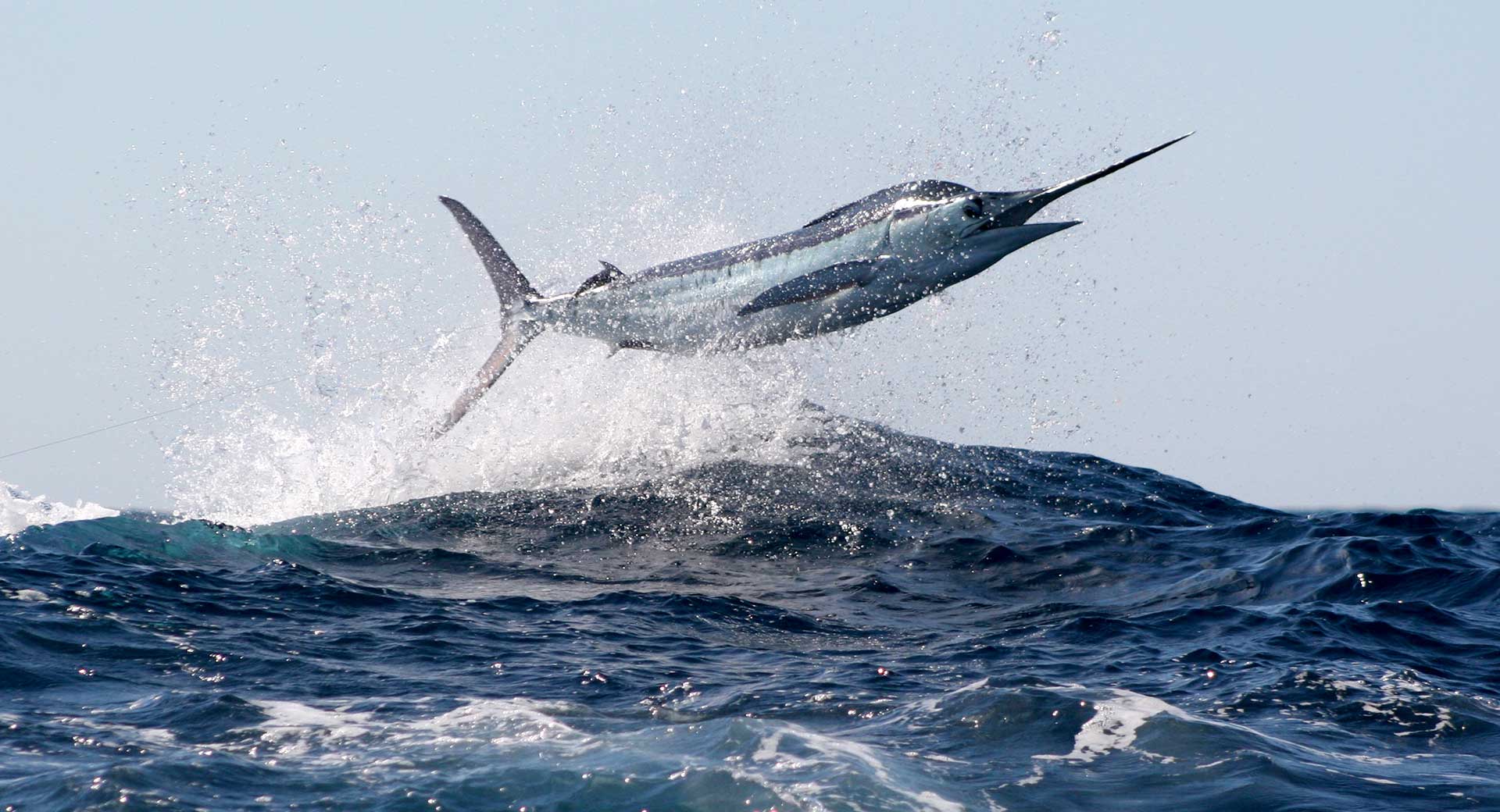 Striped Marlin fishin gin Cabo San LUcas