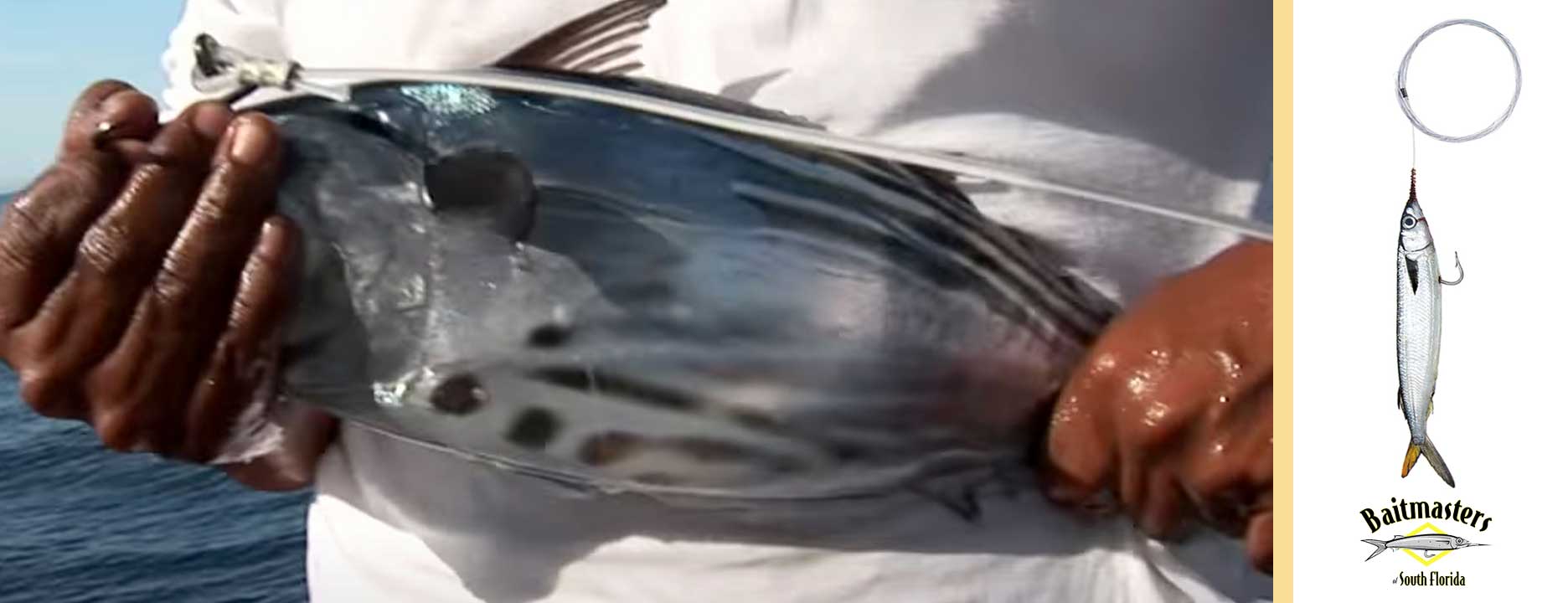 Bridling a live skipjack for slow trolling in Cabo