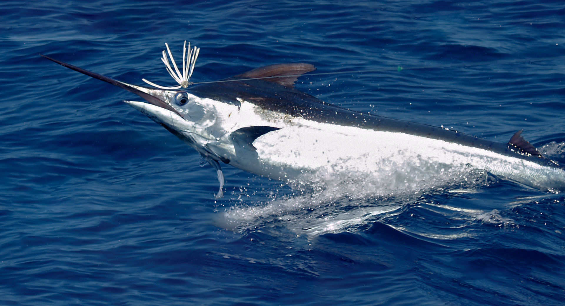 Black marlin fishing in Cabo